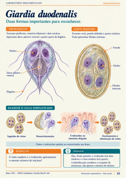 Página real de parasitologia com representações didáticas de Giardia duodenalis