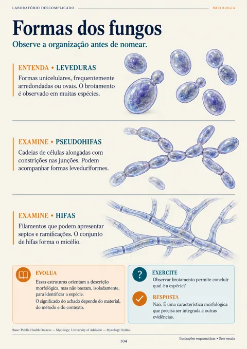 Página real que compara leveduras, pseudohifas e hifas